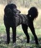 A photo of Bella, a blue standard poodle