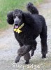 A photo of Sunridge Unforgettably Elegant Princess, a blue standard poodle