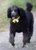 A photo of Sunridge Unforgettably Elegant Princess, a blue standard poodle