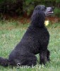 A photo of Sunridge Unforgettably Elegant Princess, a blue standard poodle