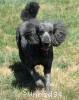 A photo of Sunridge Unforgettably Elegant Princess, a blue standard poodle