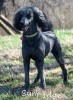 A photo of Sunridge Unforgettably Elegant Princess, a blue standard poodle