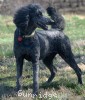 A photo of Sunridge Unforgettably Elegant Princess, a blue standard poodle