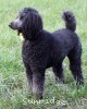 A photo of Sunridge Unforgettably Elegant Princess, a blue standard poodle