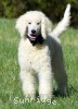 A photo of Baki, a white standard poodle puppy