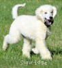 A photo of Baki, a white standard poodle