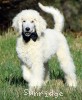 A photo of Baki, a white standard poodle puppy