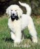 A photo of Baki, a white standard poodle