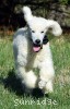 A photo of Baki, a white standard poodle