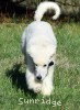 A photo of Baki, a white standard poodle