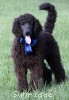 A photo of Brody, a blue standard poodle puppy