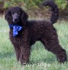 A photo of Brody, a blue standard poodle puppy
