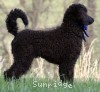 A photo of Brody, a blue standard poodle puppy