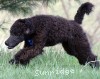 A photo of Brody, a blue standard poodle puppy