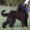 A photo of Brody, a blue standard poodle puppy