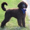 A photo of Brody, a blue standard poodle puppy