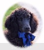 A photo of Brody, a blue standard poodle puppy