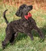 A photo of Rockwell, a black standard poodle puppy