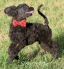 A photo of Rockwell, a black standard poodle puppy