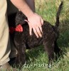 A photo of Rockwell, a black standard poodle puppy