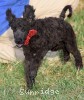 A photo of Rockwell, a black standard poodle puppy