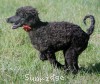 A photo of Rockwell, a black standard poodle puppy