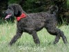 A photo of Rockwell, a black standard poodle puppy
