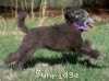 A photo of Zita, a silver standard poodle puppy
