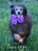 A photo of Zita, a silver standard poodle puppy