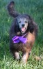 A photo of Zita, a silver standard poodle puppy