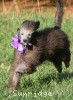 A photo of Zita, a silver standard poodle puppy