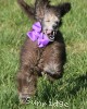 A photo of Zita, a silver standard poodle puppy