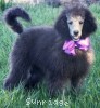 A photo of Zita, a silver standard poodle puppy