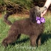 A photo of Zita, a silver standard poodle puppy