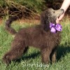 A photo of Zita, a silver standard poodle puppy