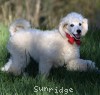 A photo of Roscoe, a white standard poodle puppy