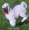 A photo of Roscoe, a white standard poodle puppy