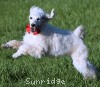 A photo of Roscoe, a white standard poodle puppy
