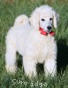 A photo of Roscoe, a white standard poodle puppy