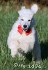 A photo of Roscoe, a white standard poodle puppy
