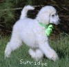 A photo of Toulouse, a white standard poodle