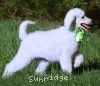 A photo of Toulouse, a white standard poodle