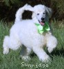 A photo of Toulouse, a white standard poodle