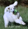 A photo of Toulouse, a white standard poodle