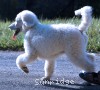 A photo of Toulouse, a white standard poodle
