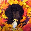 A photo of Sunridge Midnight Warrior, a blue standard poodle