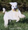 A photo of Yogi, a white standard poodle puppy