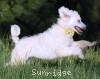 A photo of Yogi, a white standard poodle puppy