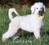 A photo of Yogi, a white standard poodle puppy