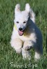 A photo of Yogi, a white standard poodle puppy